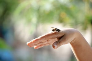 Qué hacer si te pica una avispa: retirar el aguijón y aplicar frío en la zona.