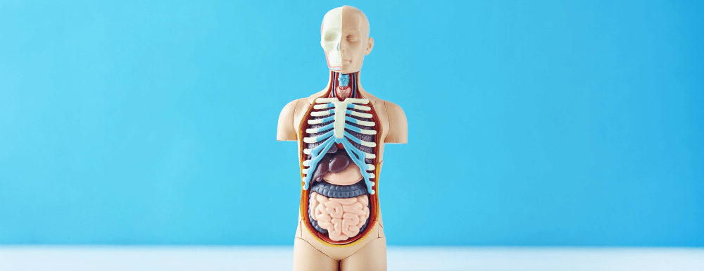 Anatomía del sistema cadiovascular