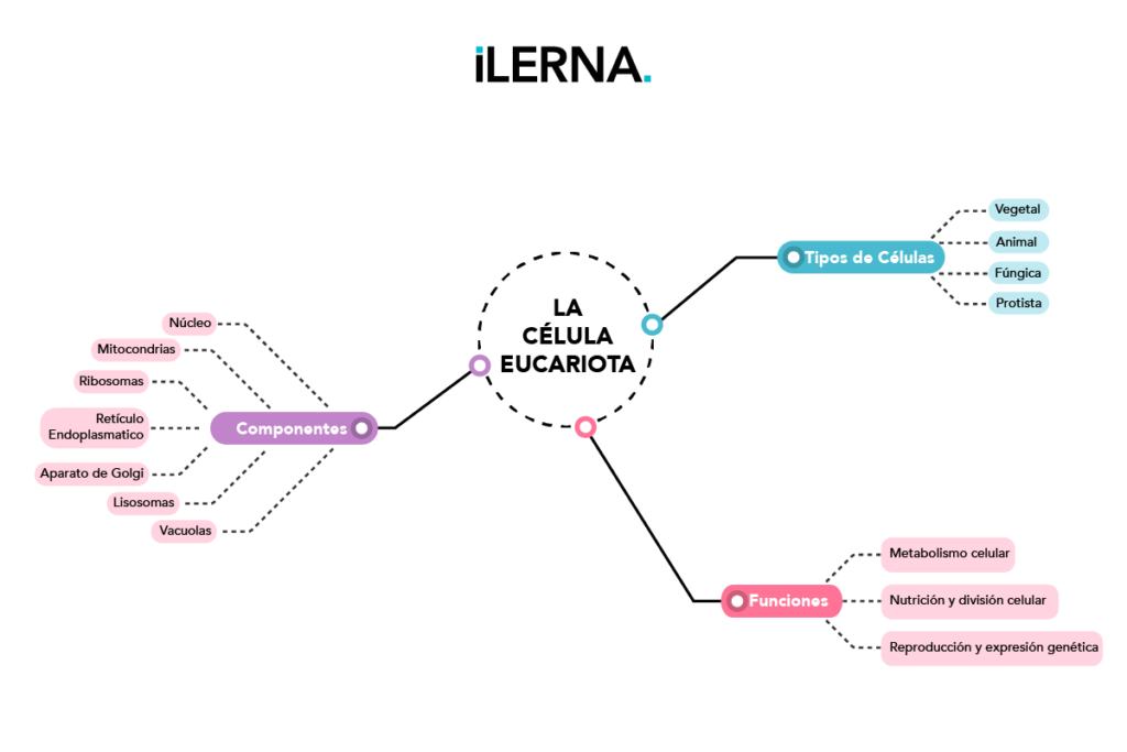 Mapa de araña