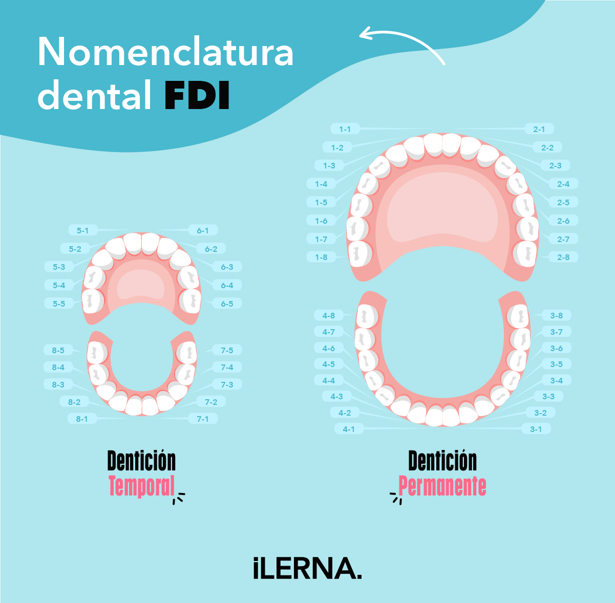 nomenclatura dental fdi