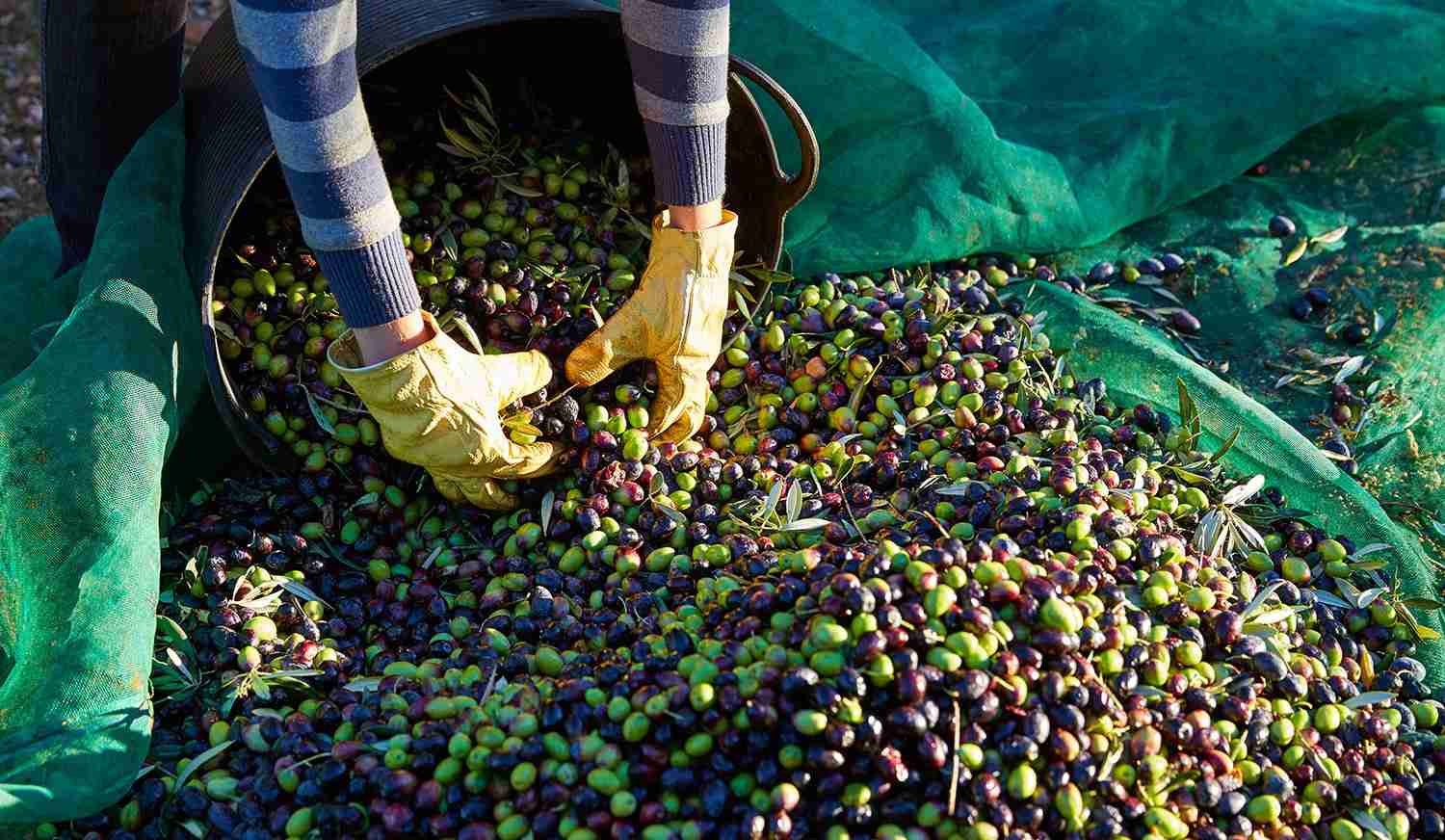 Cosechando aceite de oliva