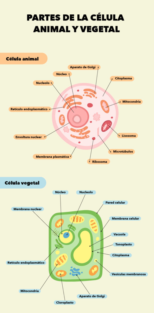 Partes de la célula eucariota animal y vegetal