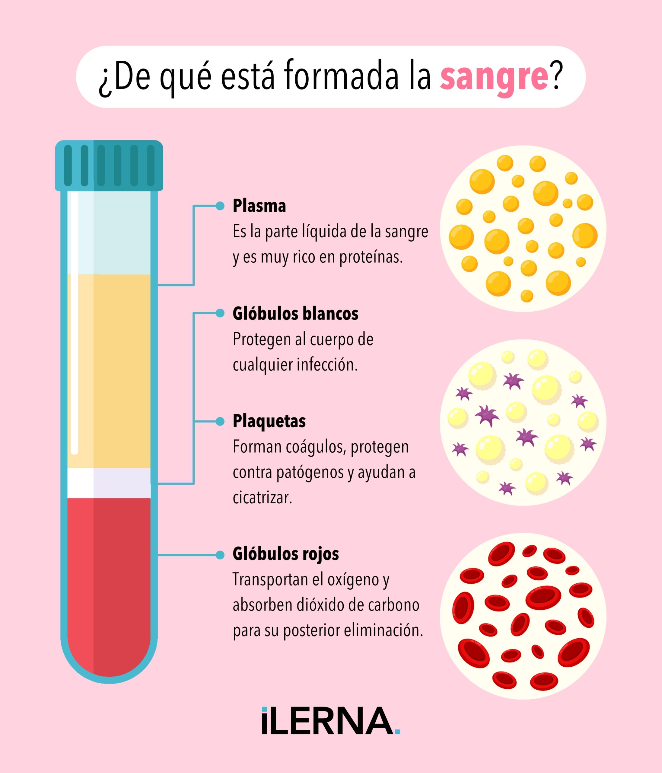 Componentes de la sangre