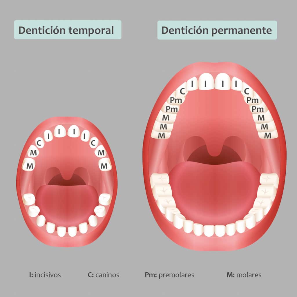 La dentición temporal (20 piezas) y permanente (32 piezas).