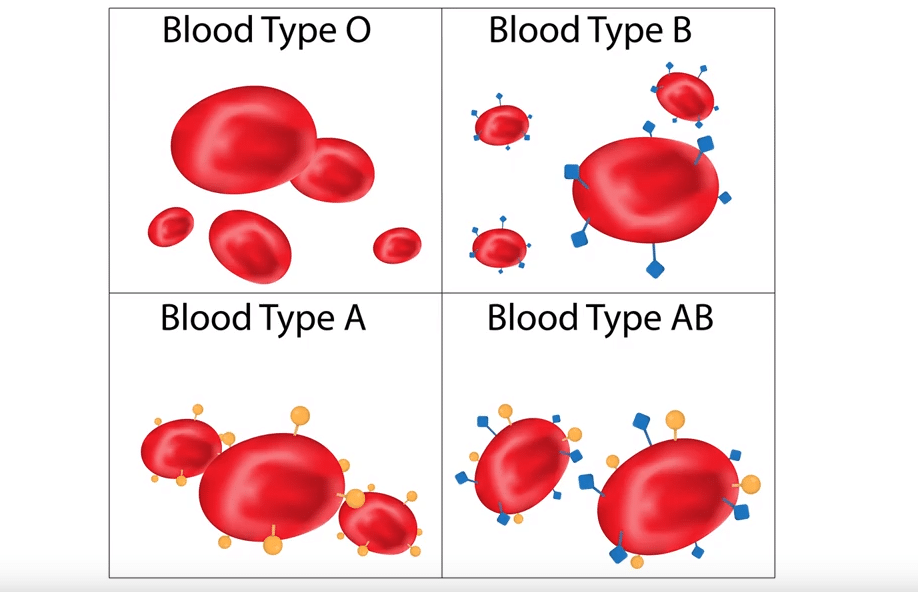 La sangre: grupos sanguíneos e incompatibilidades