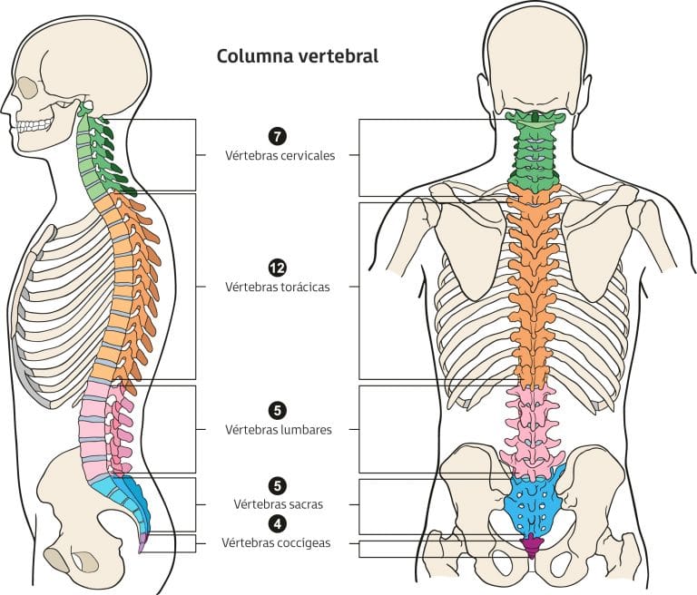 La Columna Vertebral Estructura Y Partes ILERNA